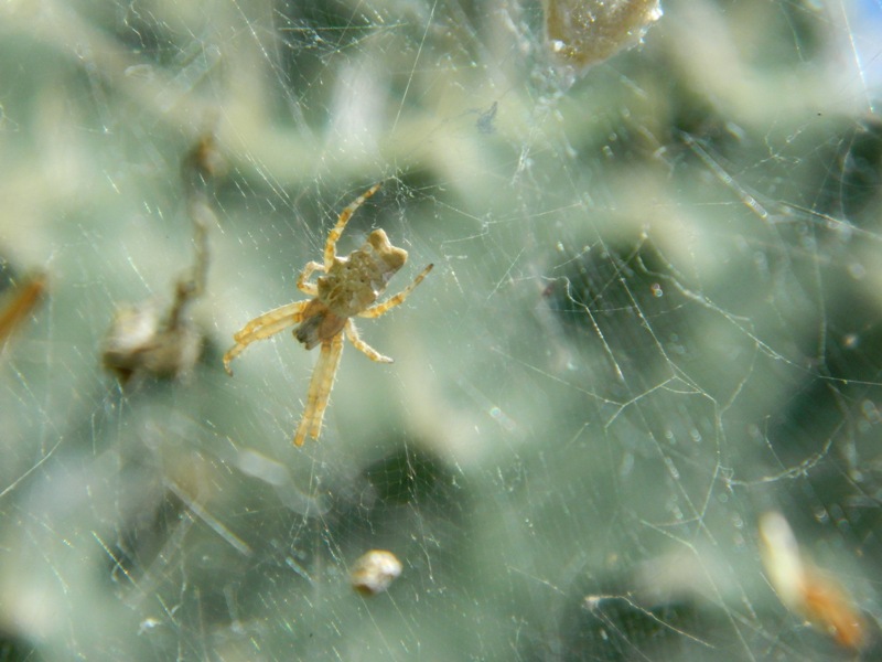 Cyrtophora citricola un po'' scolorita